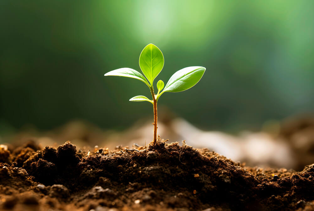 A plant sprouting