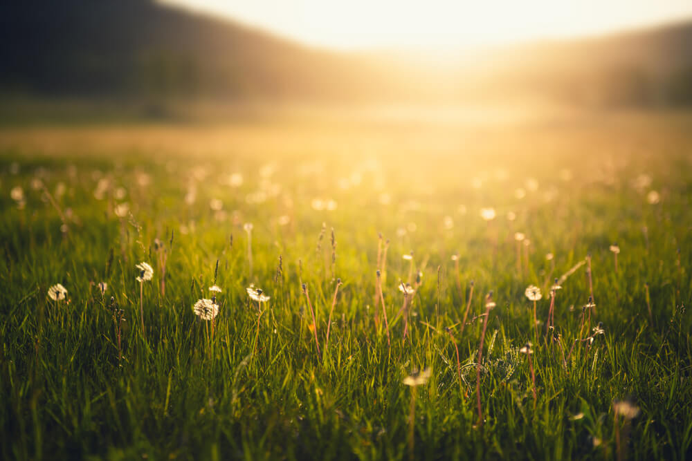 A grassy meadow
