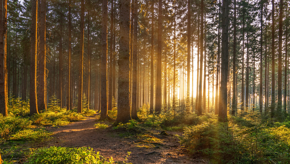 A forest at sunrise
